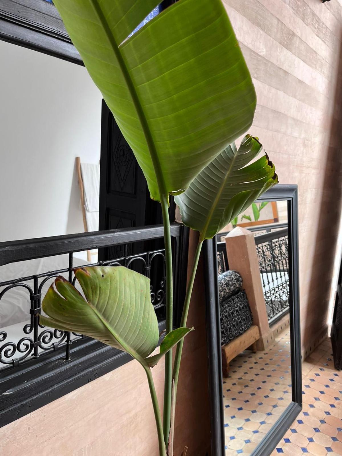 Riad Black Doors مراكش المظهر الخارجي الصورة